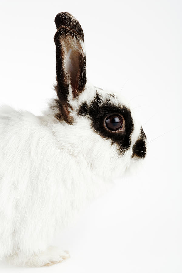 Jersey Wooly Rabbit, Side View, Studio Photograph by Martin Harvey