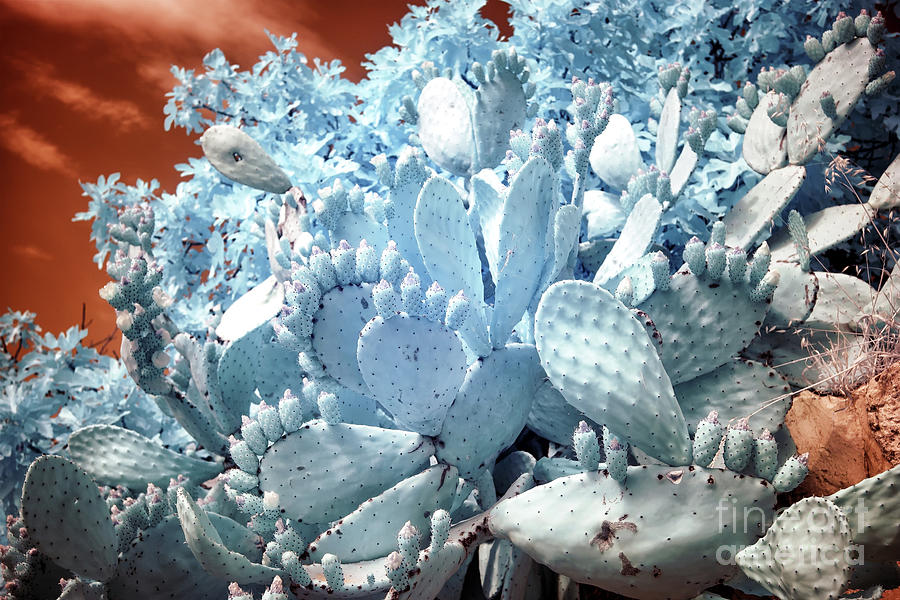 Jerusalem Cactus Infrared Photograph by John Rizzuto