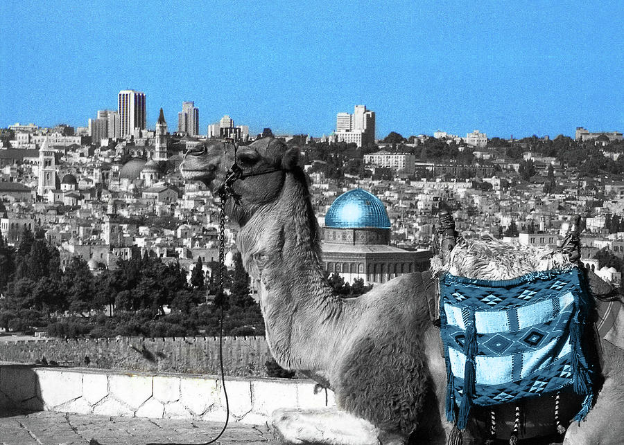 Jerusalem Camel Black and Blue Photograph by Munir Alawi