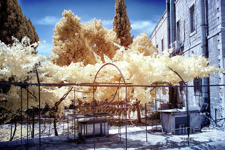 Jerusalem Courtyard Style Infrared Photograph by John Rizzuto