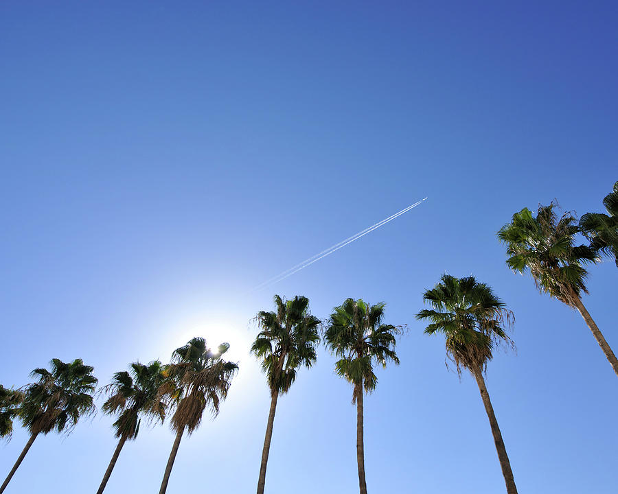 Jet Stream Over Palm Trees Photograph by Photolife/a.collectionrf