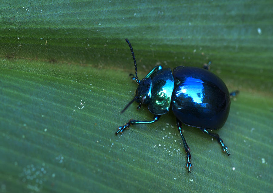 Jewel Beetle Photograph by Michael Lustbader