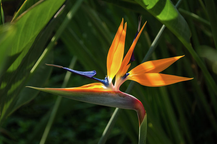Jewel from the Jungle - a Singular Bird of Paradise Photograph by Georgia Mizuleva