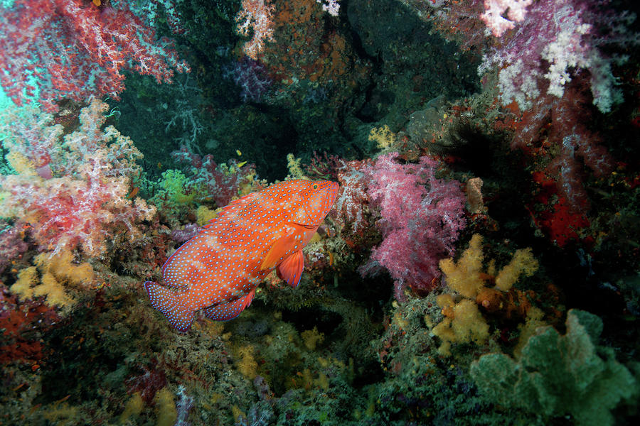 Jewel Grouper, Coral Grouper Photograph by Gerard Soury