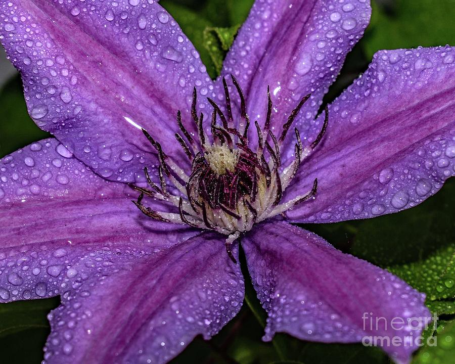 Jewel-Like Clematis Photograph by Cindy Treger