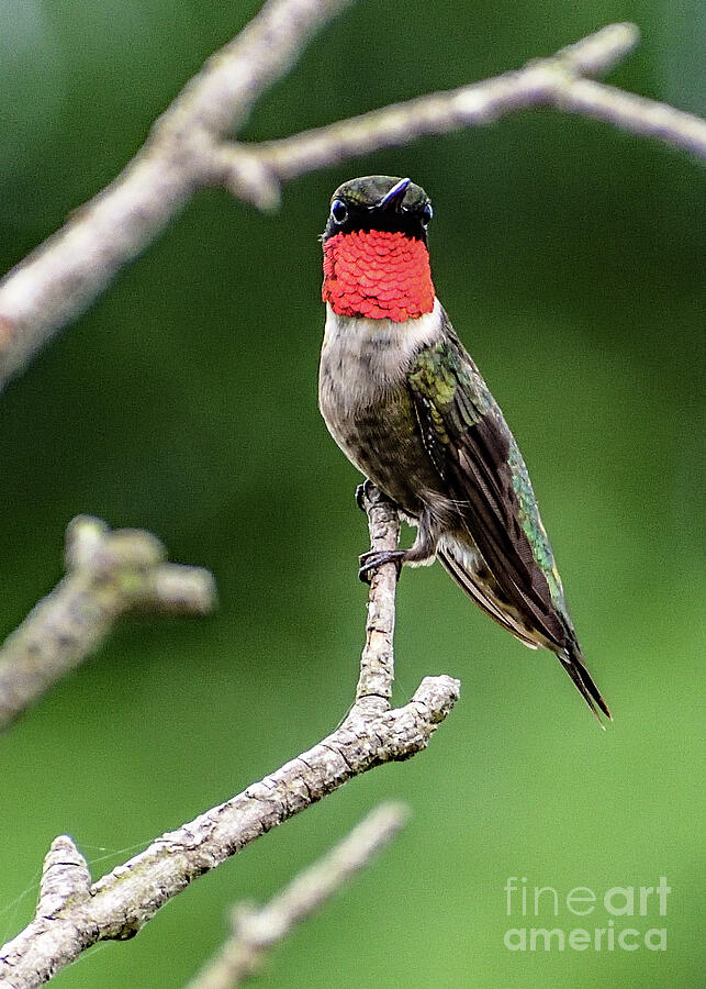 Jewel-like Beauty Of A Ruby-throated Hummingbird Photograph