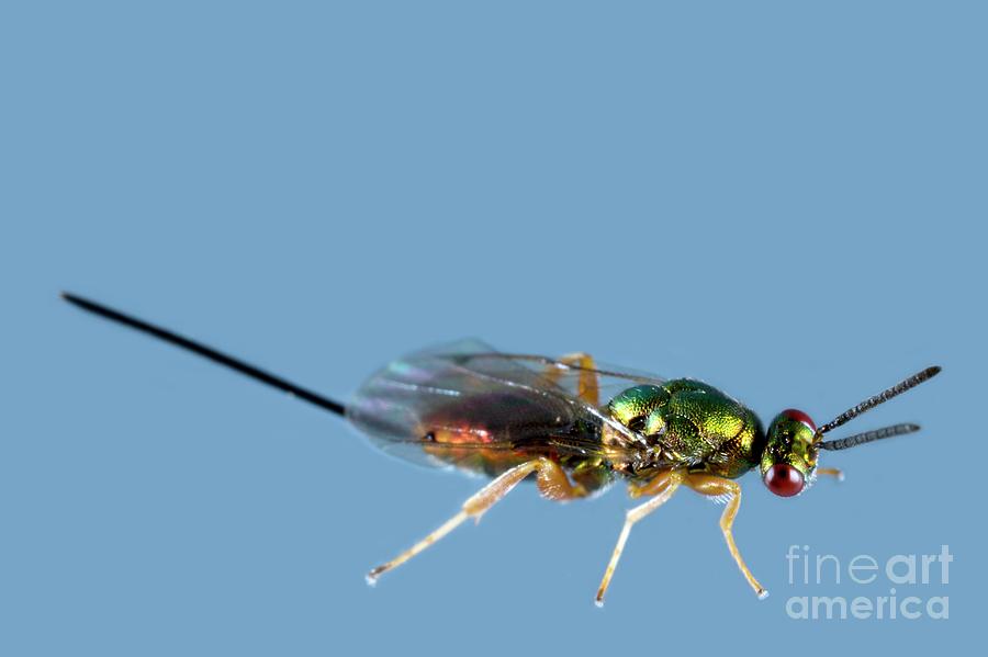 Jewel Wasp Photograph by Dr Keith Wheeler/science Photo Library