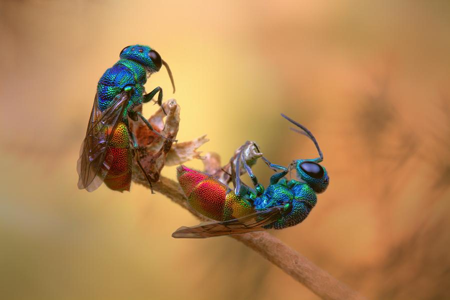 Cuckoo Photograph - Jewel Wasps by Jimmy Hoffman