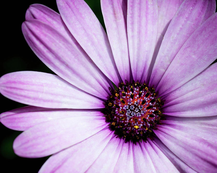 Jeweled Daisy Photograph by Hannah O'Hair - Fine Art America