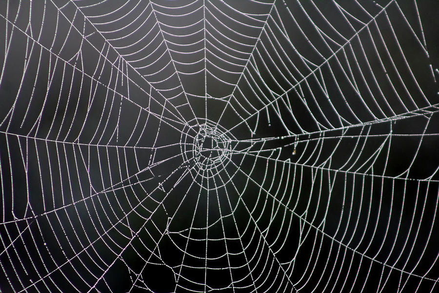 Jeweled Spider Web Photograph by Grace Joy Carpenter - Fine Art America