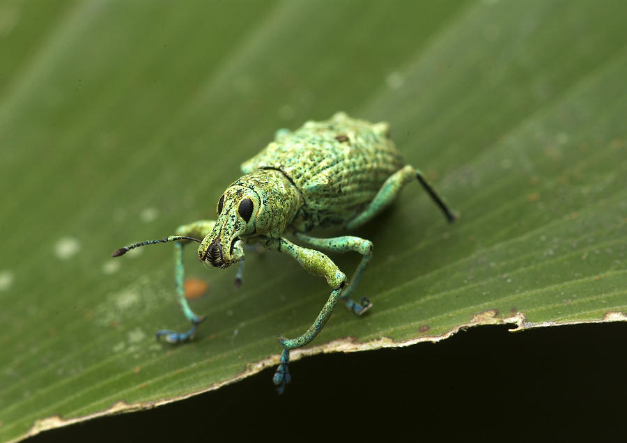 Jeweled Weevil, Peruvian Amazon Photograph by Michael Lustbader