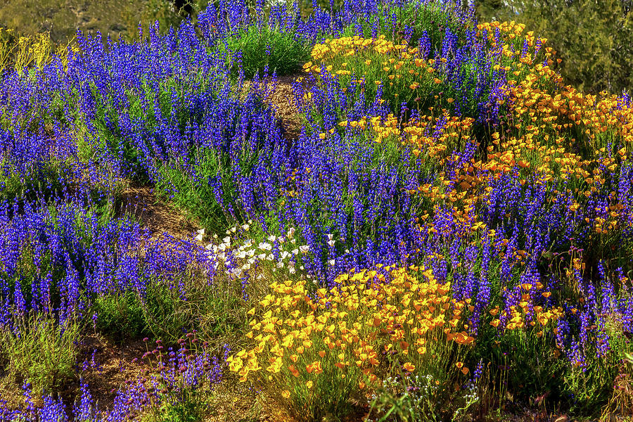 Jewels of the Desert by Rick Furmanek Jewels of the Desert by Rick Furmanek