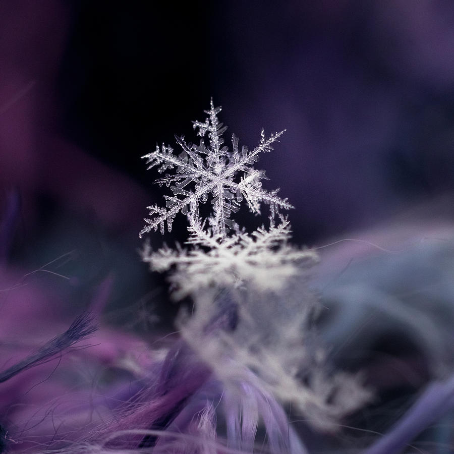Jewels of Winter Photograph by Penny Meyers
