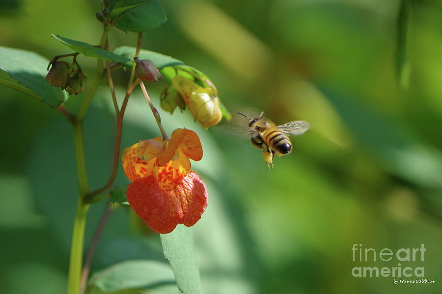 Jewelweed and the Honeybee Photograph by Tannis Baldwin