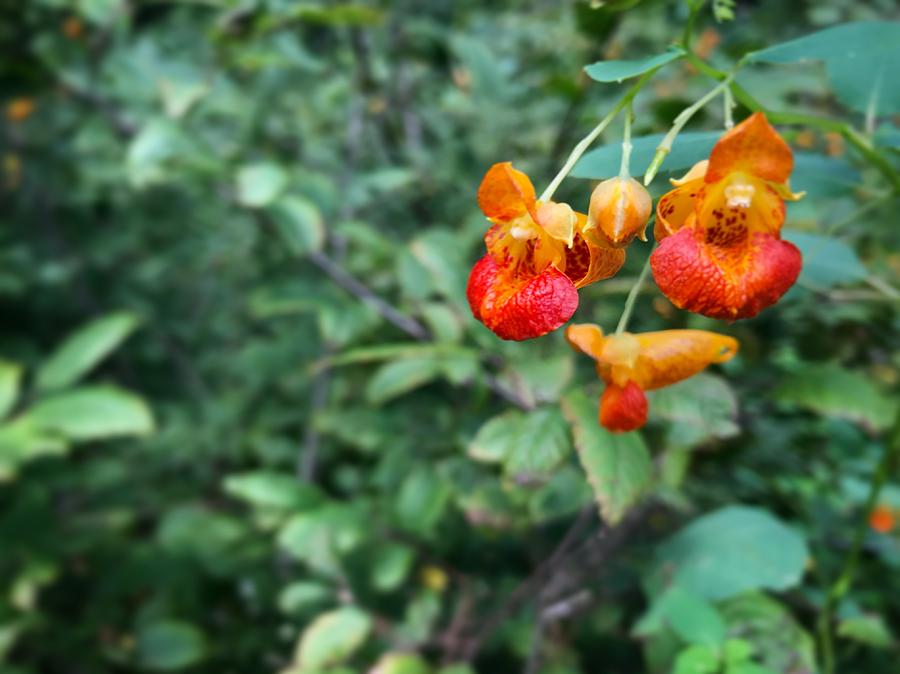 Jewelweed Flower Photograph by Kristin Snyder | Fine Art America