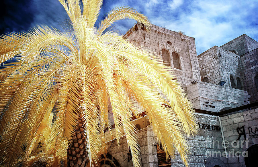 City Photograph - Jewish Quarter Palm Tree in Jerusalem Infrared by John Rizzuto