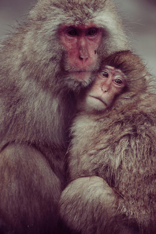 Jigokudani Monkey Photograph by Nobythai