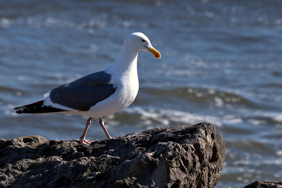 Johnathan Livingston Seagull Photograph by Michael Gordon