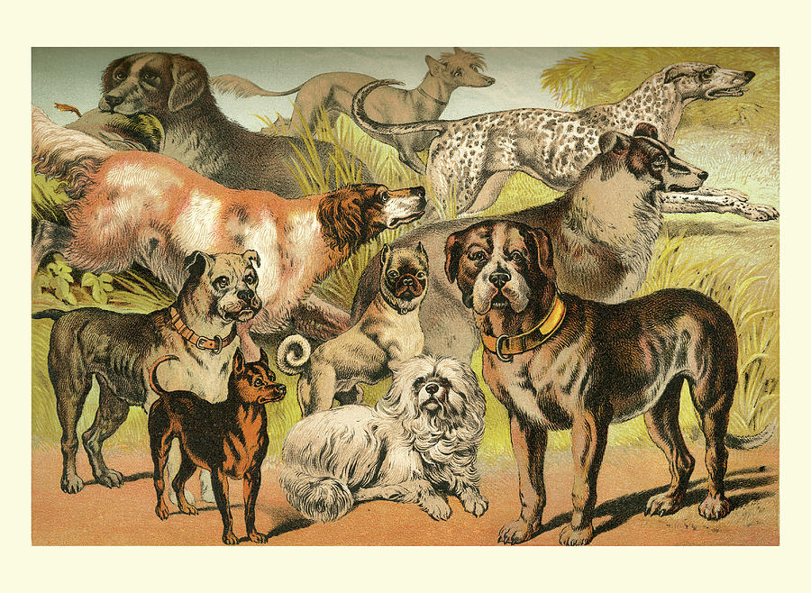 Johnsons Dog Breeds II Painting by Henry J. Johnson - Fine Art America