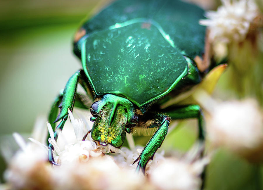 Jolly Green Giant Photograph by Arthur Bohlmann
