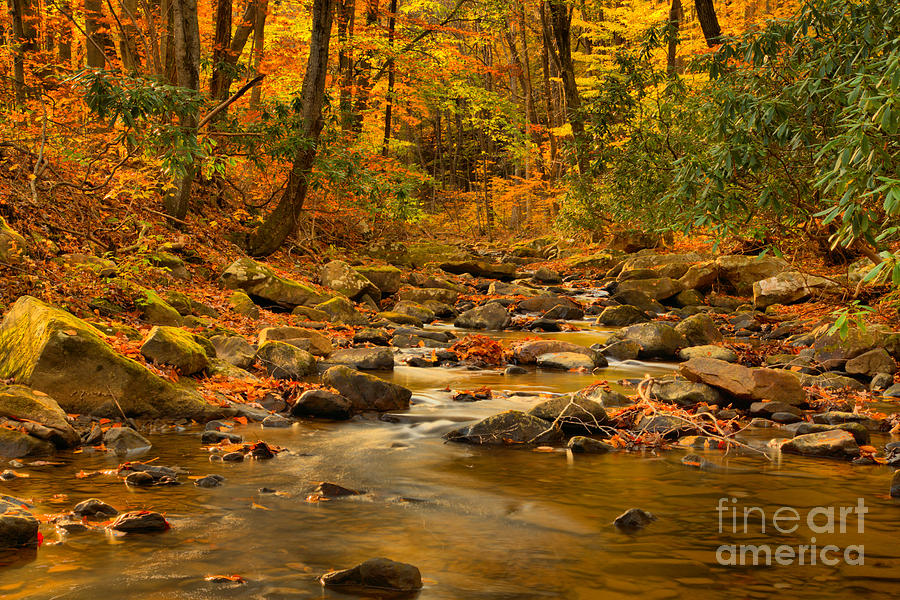 Jonathan Run Creek Fall Foliage Photograph by Adam Jewell