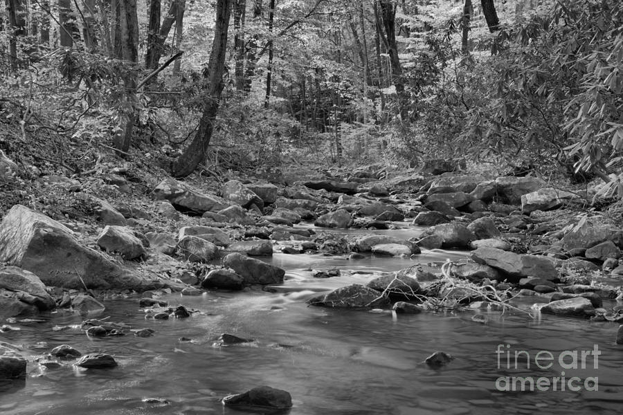 Jonathan Run Creek Fall Foliage Black And White Photograph by Adam Jewell