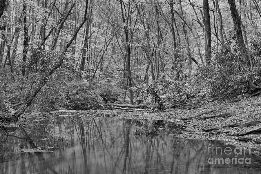 Jonathan Run Golden Reflections Black And White Photograph by Adam Jewell