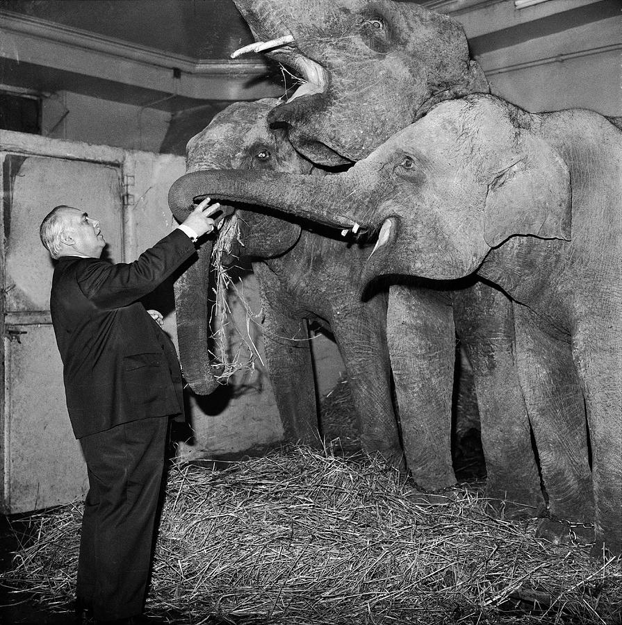 Joseph Bouglione And His Elephants 1964 Photograph by Keystone-france