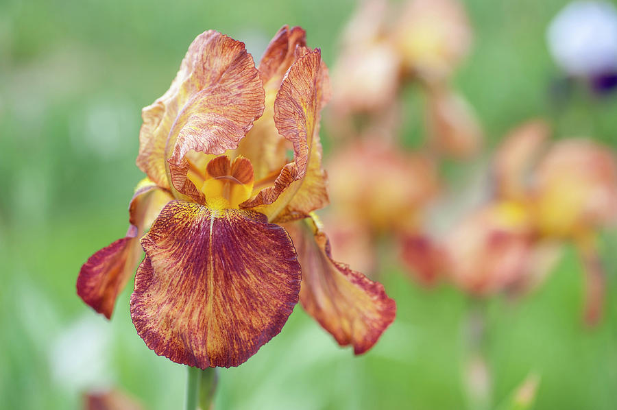Josephs Mantle. Close Up. The Beauty of Irises Photograph by Jenny Rainbow