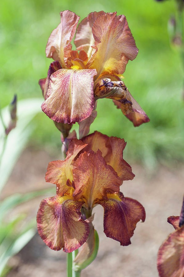 Josephs Mantle. The Beauty of Irises Photograph by Jenny Rainbow