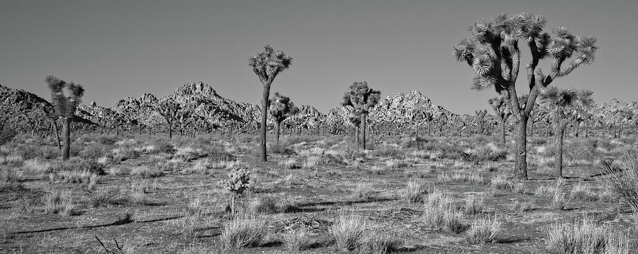 Joshua Desert Vista Black And White Photograph