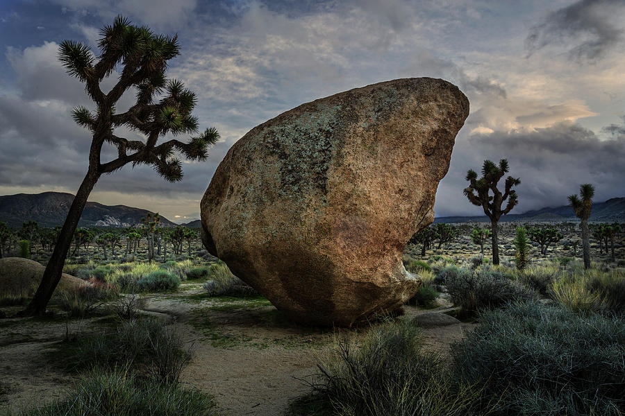 Joshua Tree aand Boulder by Rick Strobaugh Joshua Tree aand Boulder by Rick Strobaugh