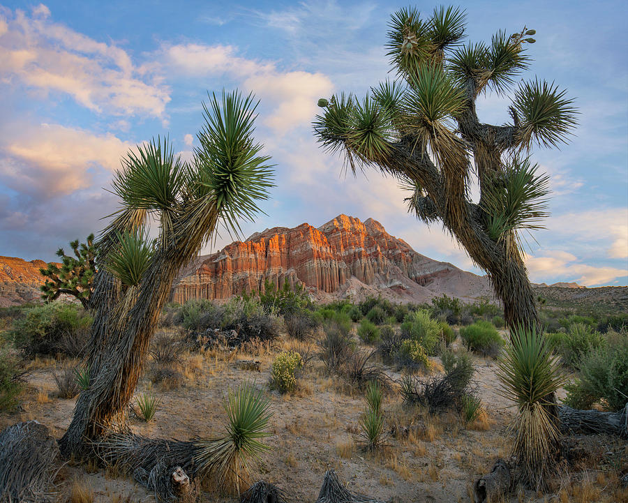 Joshua Tree And Cliffs, Red Rock Canyon State Park, California Photograph by Tim Fitzharris