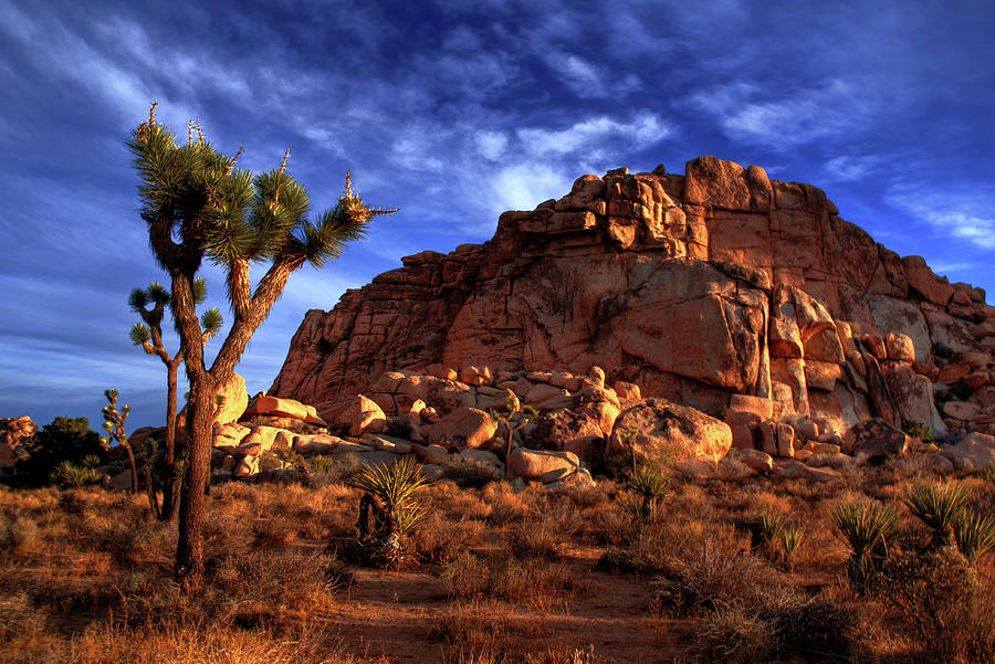 Joshua Tree And Rock Pile Photograph by Bill Wight Ca