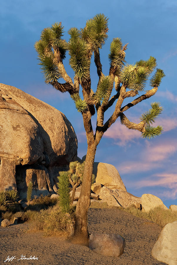 Joshua Tree at Cap Rock Photograph by Jeff Goulden