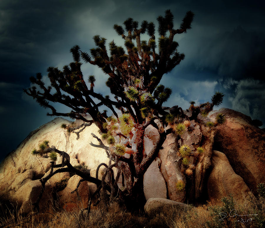 Joshua Tree at Midnight Photograph by Evie Carrier