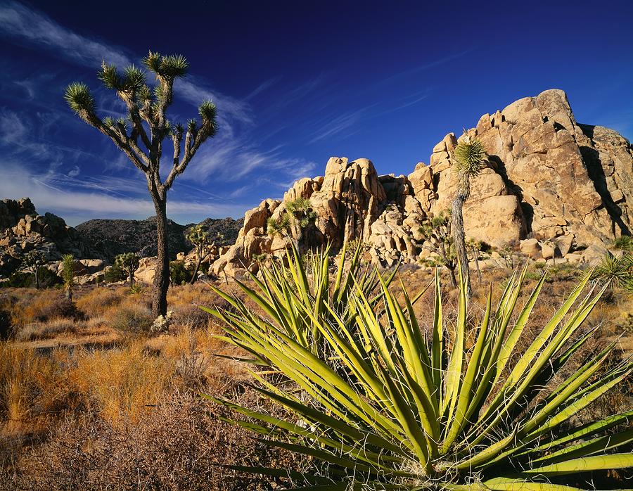 Joshua Tree At Park Digital Art By Giovanni Simeone - Fine Art America