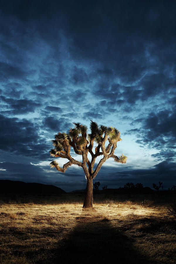 Joshua Tree At Sunset Photograph by Chris Rady