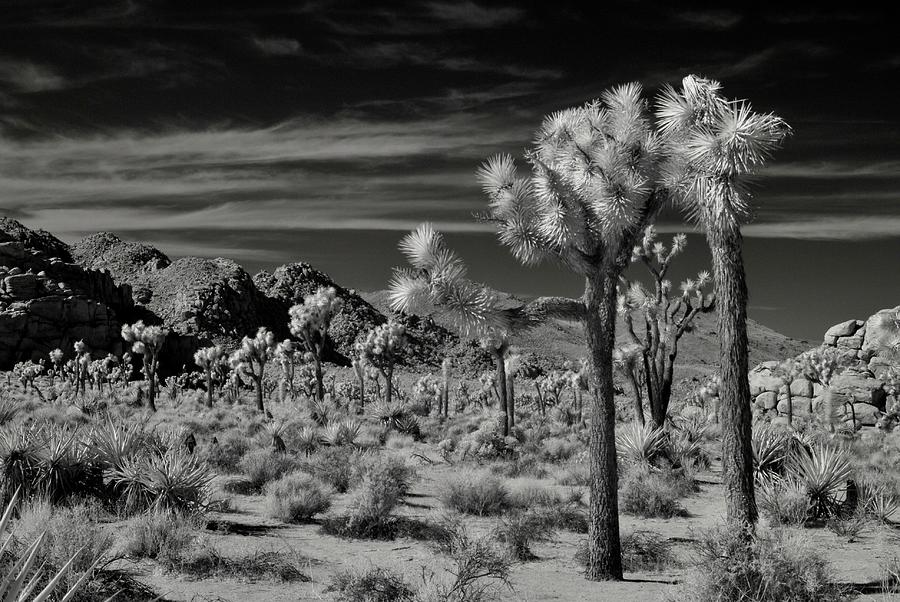 Joshua Tree Black and White Infrared 4 Photograph by Stan Kosinski ...