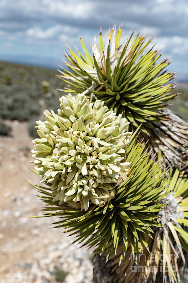 Joshua Tree Bloom Photograph by Debbie D Anthony Pixels