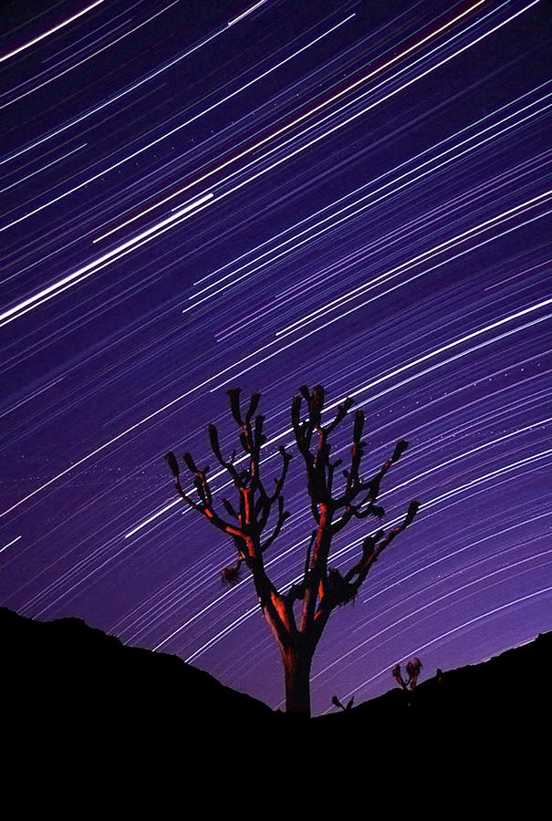 Tree Photograph - Joshua Tree Brilliant Stars 2 by Thomas Haney