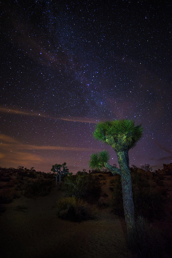 Joshua Tree By Night Photograph by Mos-photography