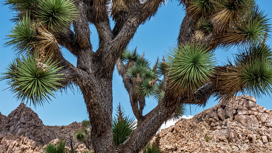 Joshua Tree Close Up In Color Photograph by Craig Brewer