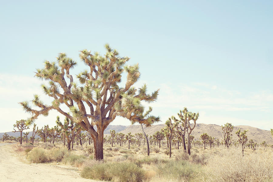 Joshua Tree Desert Cactus Photograph by Irene Suchocki