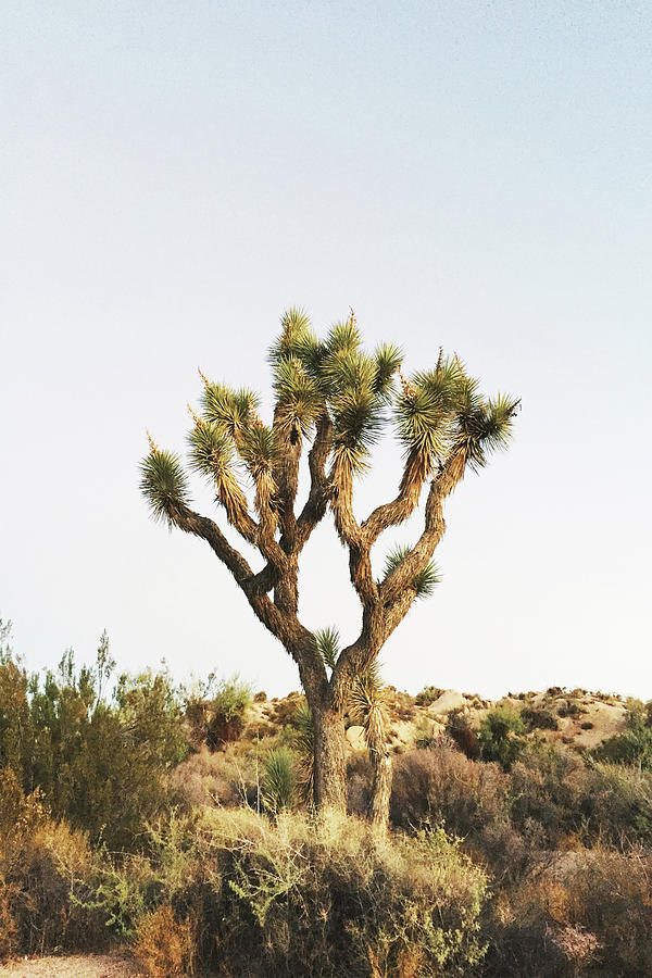 Joshua Tree, Desert Plant Art Print, Joshua Tree Wall Art, Photograph ...