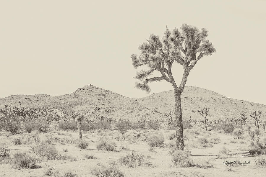 Mountain Photograph - Joshua Tree I Neutral by Elizabeth Urquhart