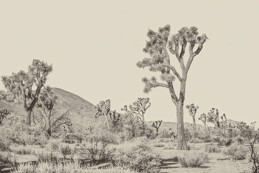 Mountain Photograph - Joshua Tree II Neutral by Elizabeth Urquhart