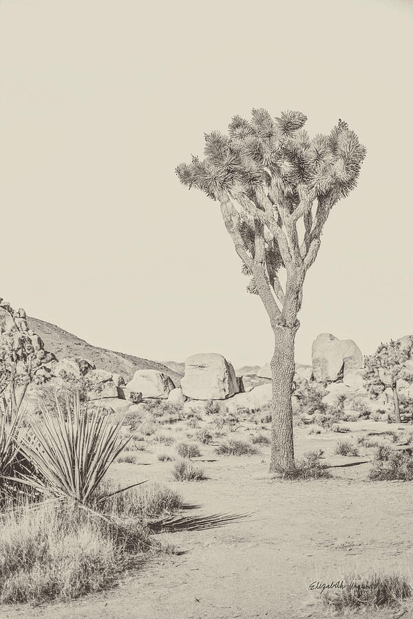 Mountain Photograph - Joshua Tree IIi Neutral by Elizabeth Urquhart