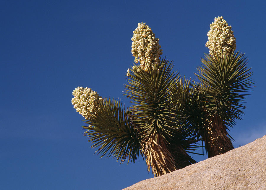 Joshua Tree In Bloom Yucca Brevifolia Photograph by Nhpa