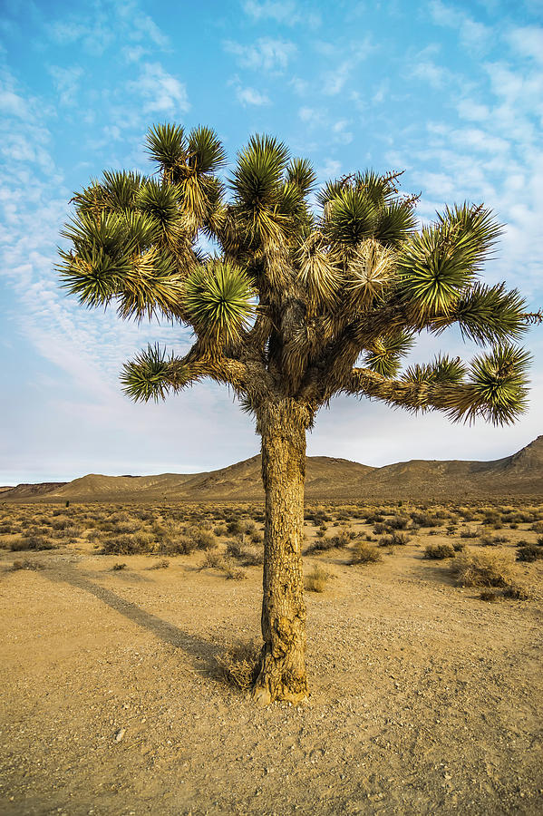 Joshua Tree In Death Valley National Park Photograph by Alex Grichenko